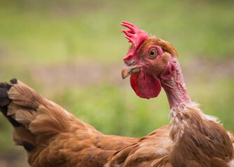Detalhe de cabeça de galinha com crista com olhar suspeito.