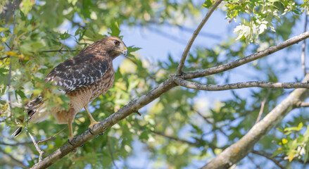 Closeup of a red-shouldered hawk perched in a tree.