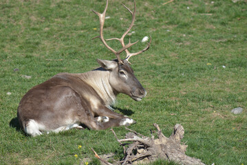 Caribou (Rangifer tarandus) chewing its cud
