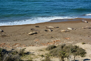 Vista de elefantes marinos con sus crías en Punta Norte, Península Valdés, Argentina © Adriana