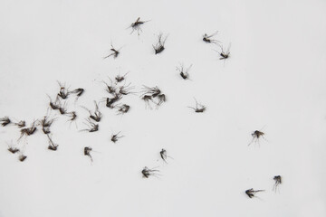 Close-up image of dead mosquitoes scattered on a light surface, showcasing insect details. Ideal for concepts related to pest control, disease prevention, or environmental impact.