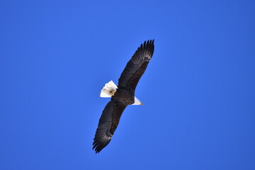 bald eagle in flight