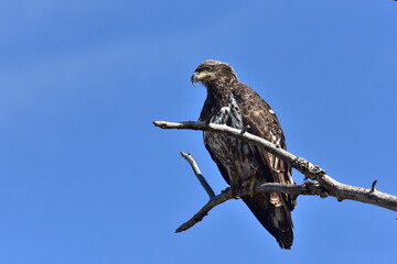 Eagle perched on Branch