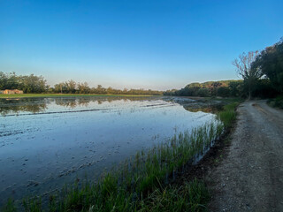Rice field flooded in water beautiful landscape in Pals, Catalonia, Costa Brava