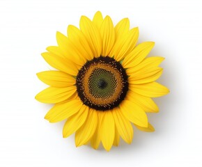 Obraz premium Bright Yellow Sunflower on White Background, Isolated Close-Up of Vibrant Bloom with Detailed Petals, Perfect for Floral Design and Minimalistic Nature Concepts