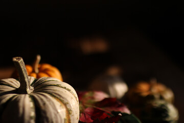 pumpkin on dark background