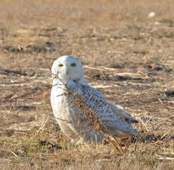 Snowy White Owl
