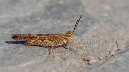 Short-horned grasshopper - Acrotylus insubricus