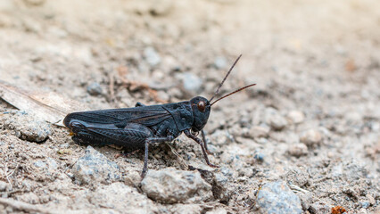Black grasshopper - Celes variabilis