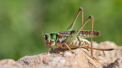 Bush cricket female - Decticus verrucivorus