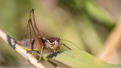 Bush cricket - Pholidoptera femorata