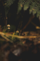 Mushroom in Forrest