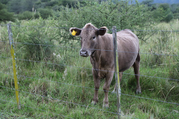 Alpine or mountain brown cow with ear tag. Young gray short-haired cow in rural field behind a fence.
