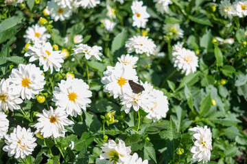Obraz premium Butterfly resting on white daisies in a vibrant garden during late spring sunshine