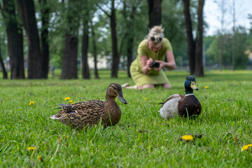 A blurred person capturing a photograph of ducks in a lush green park during a sunny day with blooming flowers