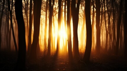 As morning breaks, golden sunlight streams through tall trees in a misty forest, illuminating the tranquil surroundings and casting long shadows on the forest floor