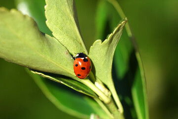 Closeup Seven-spot ladybird (Coccinella septempunctata) on a leaf of a Japanese spindle (Euonymus japonicus) after hibernation. Blurred leaves. Spring, March, Netherlands