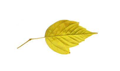 Fototapeta premium Autumn leaf of the ash-leaved maple or boxelder maple (Acer negundo), isolated on white background.