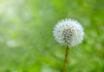 A white dandelion against a green blurred background.