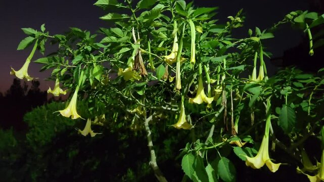 Beautiful fragrant flowers of the Golden Angel's Trumpet (Brugmansia versicolor) in night