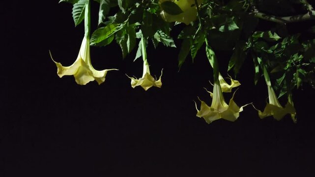 Beautiful fragrant flowers of the Golden Angel's Trumpet (Brugmansia versicolor) in night