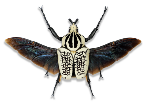 The Goliathus orientalis beetle displays its striking patterns and colors, resting with its wings fully opened in a vibrant, natural setting under sunlight.