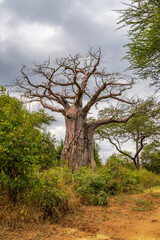 Photo of a majestic bare leafed baobab tree in Tarangire national park in Tanzania, Africa