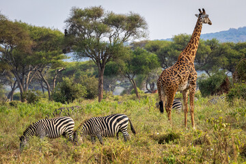 Photo of a giraffe and zebras in Tarangire national park in Tanzania, Africa