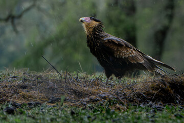 Carancho
Caracara Plancus
Ave Carroñera de la familia Falconidae