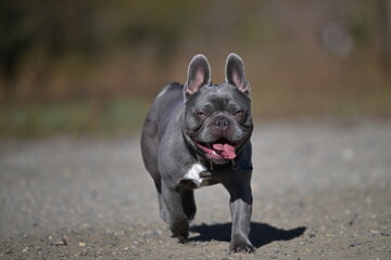 french bulldog puppy