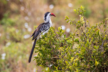 Photo of a red billed hornbill in Tarangire national park in Tanzania, Africa