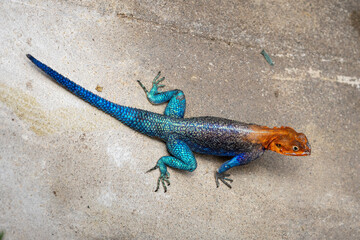 Photo of a beautiful, colorful male agama lizard in Tarangire national park in Tanzania, Africa