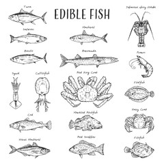 A detailed, black and white hand drawn illustration of various edible seafood