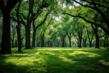 A lush forest filled with tall trees allows sunlight to pour through the leaves creating a serene atmosphere on a warm afternoon