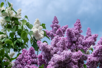 Vibrant lilac and white lilac flowers bloom against a clear sky in a tranquil garden during springtime