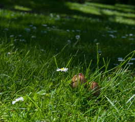 A daisy and mushroovs in a sunny meadow