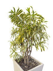 Leaves of Dracaena reflexa commonly called Indian song or pleomele. Planted in a large pot, decor. Cut out and isolated.