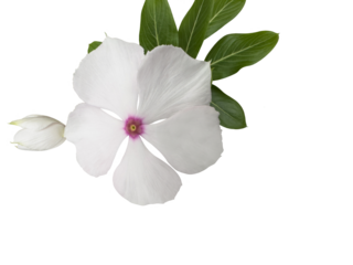 White flowers of Catharanthus roseus  cut out and isolated., also known as vinca, bright eyes, Cape periwinkle, graveyard plant, Madagascar periwinkle, old maid, white periwinkle.