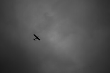 bird in flight