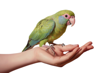 PNG Hand holding small parrot animal finger bird.
