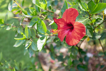 Red beautiful flower with long pistil full of pollen beautiful scene