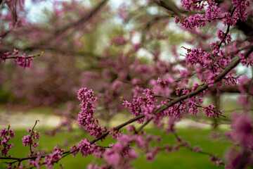 pink blossom