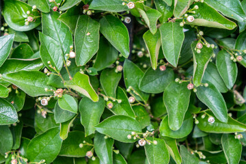 Close-up view of lush green leaves with budding flowers in a garden setting during spring season
