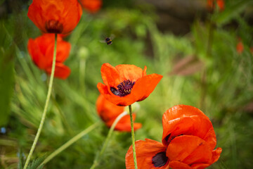Fototapeta premium Shallow focus on one of a few large poppies. A soft focused bumble bee is flying away from the centre of the flower.