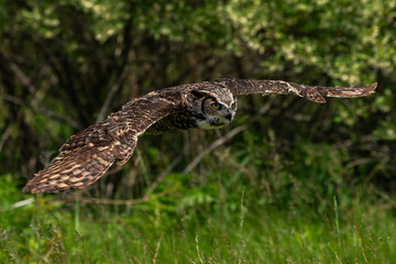 Great Horned Owl