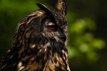 Eurasian Eagle-Owl