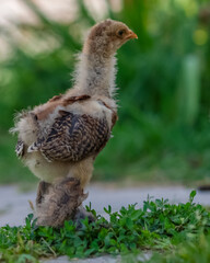 magnifique portrait d'un jeune poussin de poule de race brahma, en extérieur dans un jardin © Fredstock51