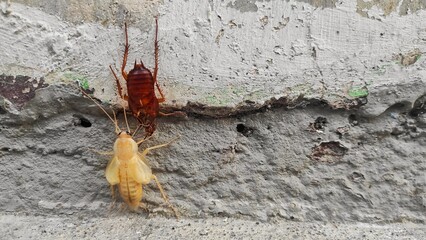 A newly molted young cockroach clings to a rough wall, its pale exoskeleton contrasting with the older, darker one nearby. The image captures a moment of transformation in the insect's life cycle