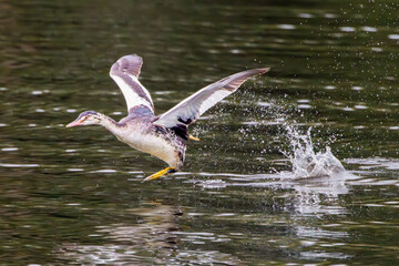 Young Grebe, Podiceps cristatus, runs with widely spread wings at high speed over the water surface, creating enormous splashes and leaving a curtain of water droplets