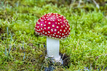 Close up of isolated fresh brightly  red colored fly agarics mushroom, Amanita muscaria, with star moss undergrowth